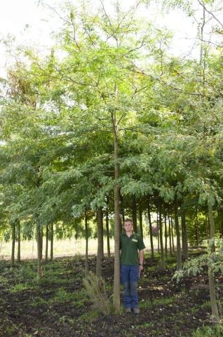 Gleditsia triacanthos Gleditsia triacanthos